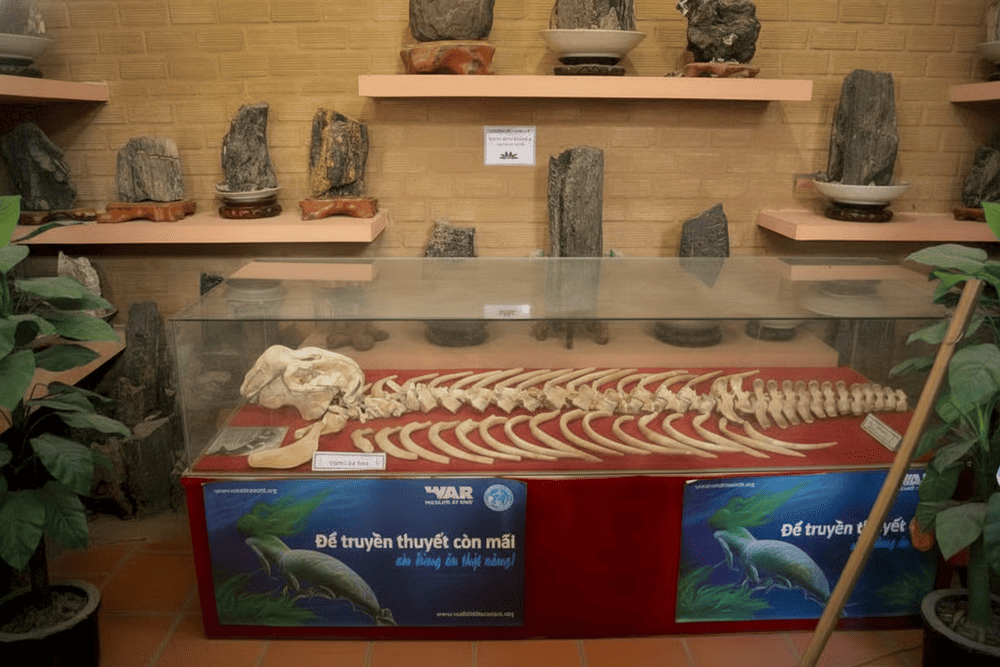 The exhibit educates visitors about marine life conservation through real specimens